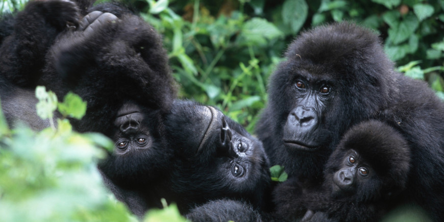 Game Drive in Ishasha – Bwindi National Park