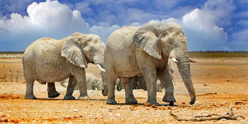 Etosha National Park