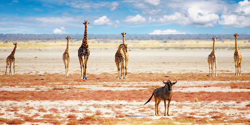 Etosha National Park