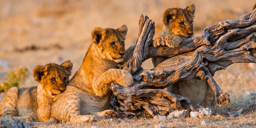 Etosha National Park