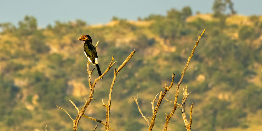 Greater Mabula Game Reserve