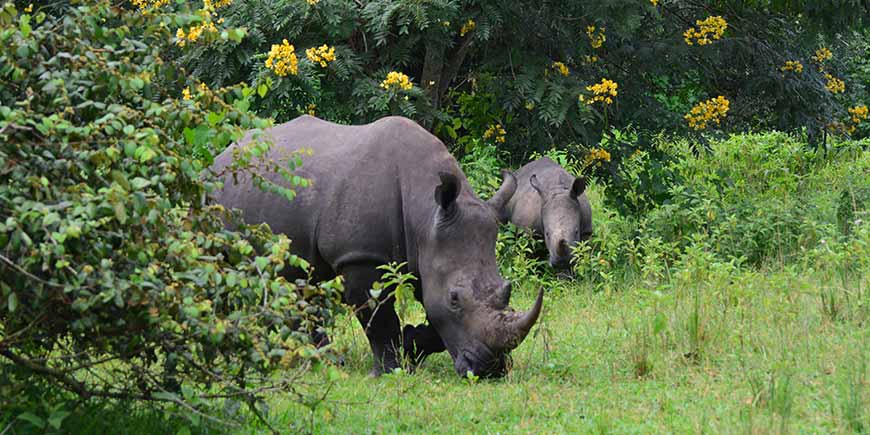 Entebbe - Murchison Falls