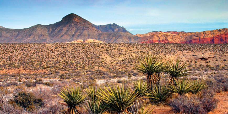 Mojave Desert - Selma