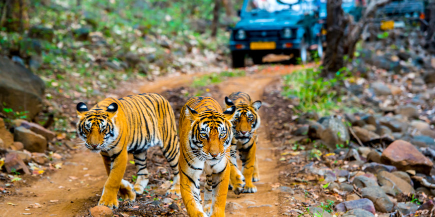 Ranthambore