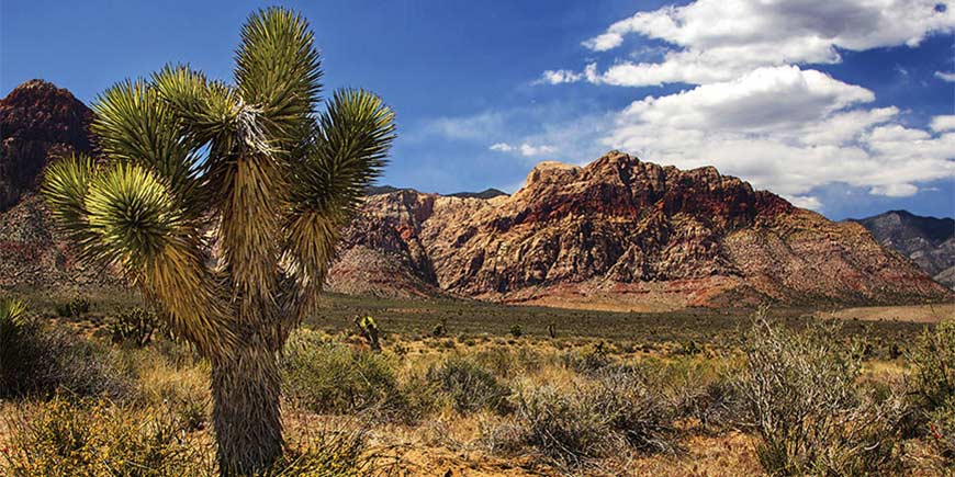 Mojave Desert - Selma