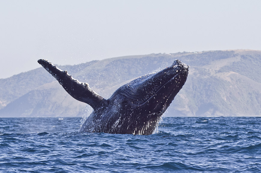 Ultimate South Africa Whale-Watching Special Departure with Victoria Falls