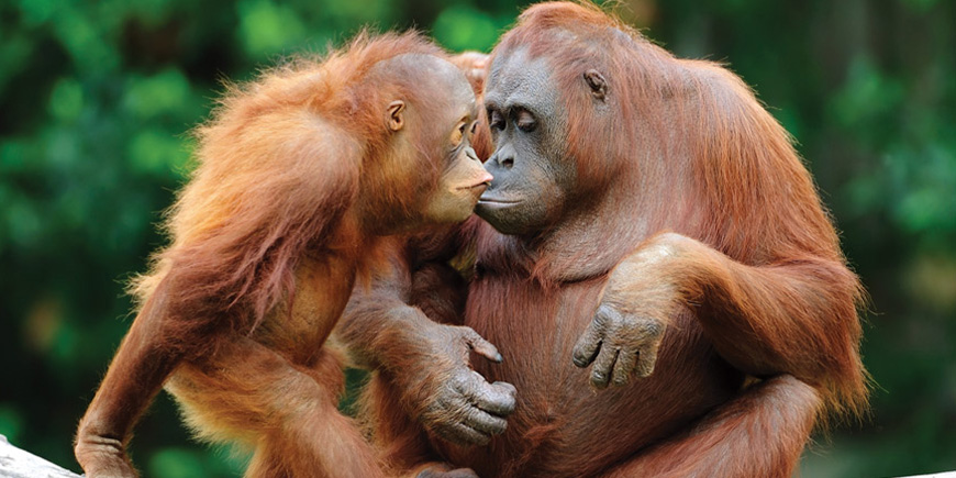 Wild Borneo with Kuala Lumpur add-on