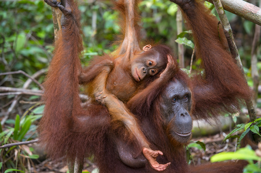 The Best of Borneo: Orangutans and Rainforests with a Singapore Add-On